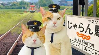 娱乐吃瓜喵散步